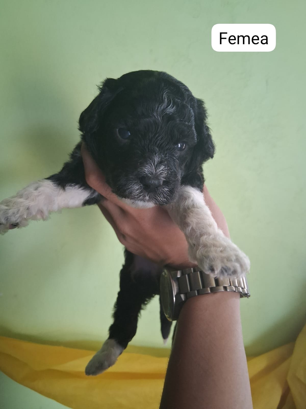 Poodle toy - Foto 1
