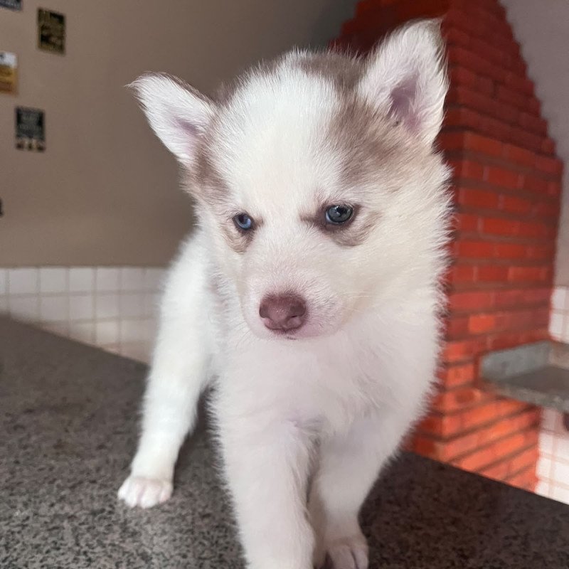 FILHOTE FEMEA HUSKY COM OLHOS HETEROCROMIA (UM OLHO CADA COR)