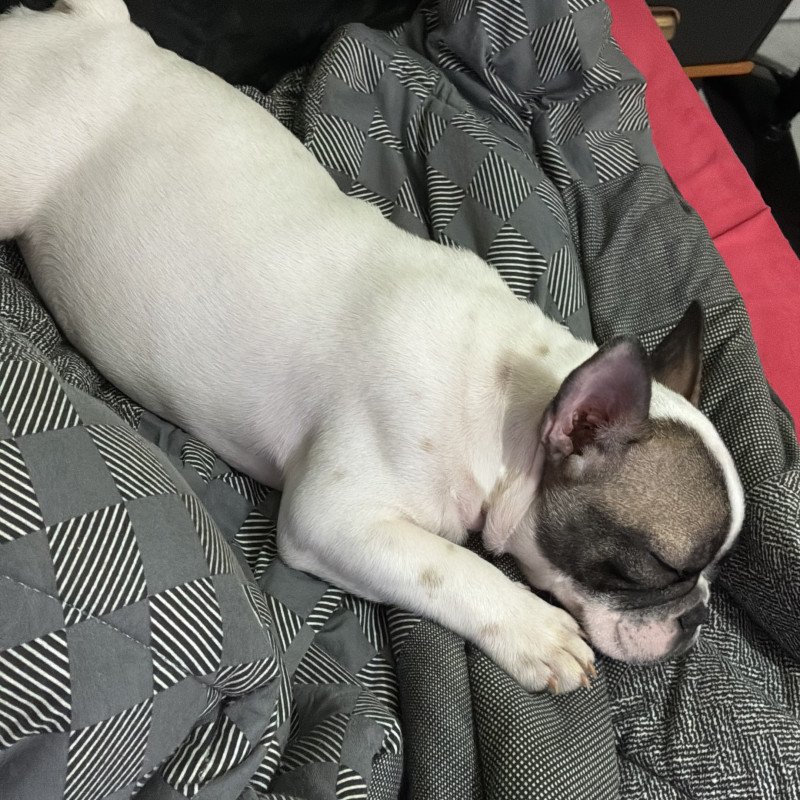 Filhote de bulldog francês - Foto 4