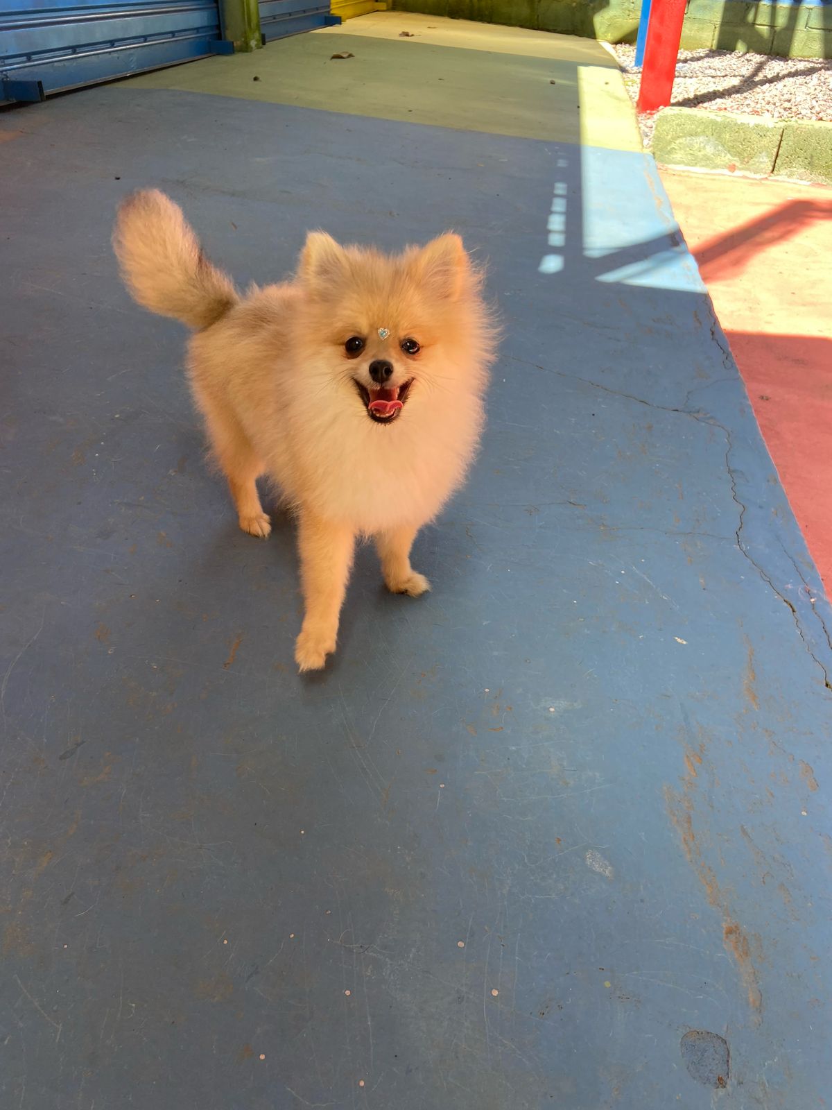 Portal Vendocão Spitz Alemão Fêmea Anão com pedigree. Brasília