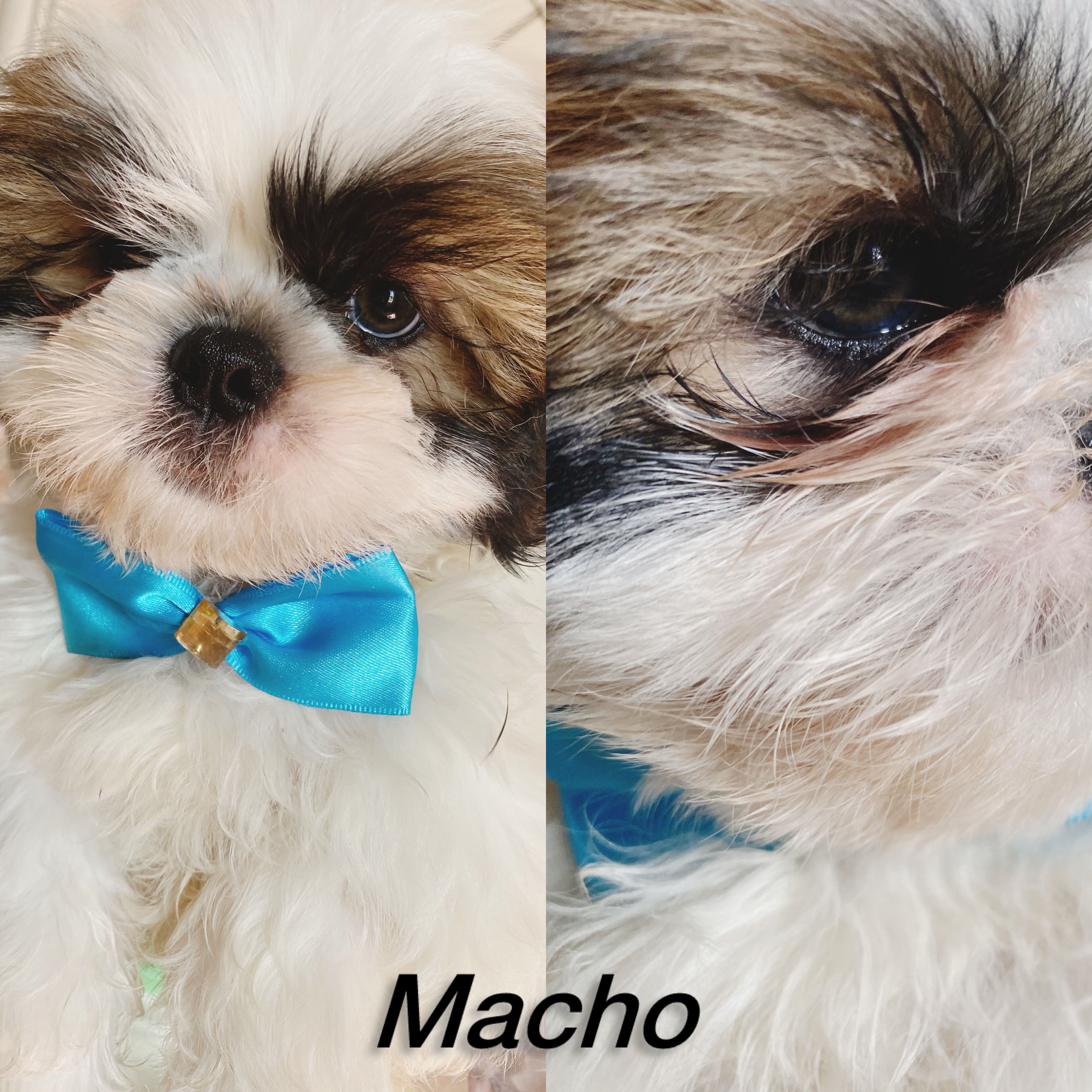 Portal Vendocão Shitzu Macho Goiânia 