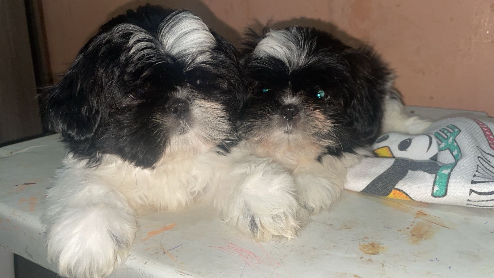 Portal Vendocão Filhotes de shih tzu fêmeas 2 meses  Manaus 