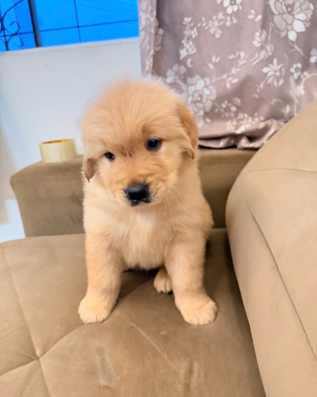 Lindos Filhotes de Fêmeas de Golden Retrivier já vacinados! - Foto 5