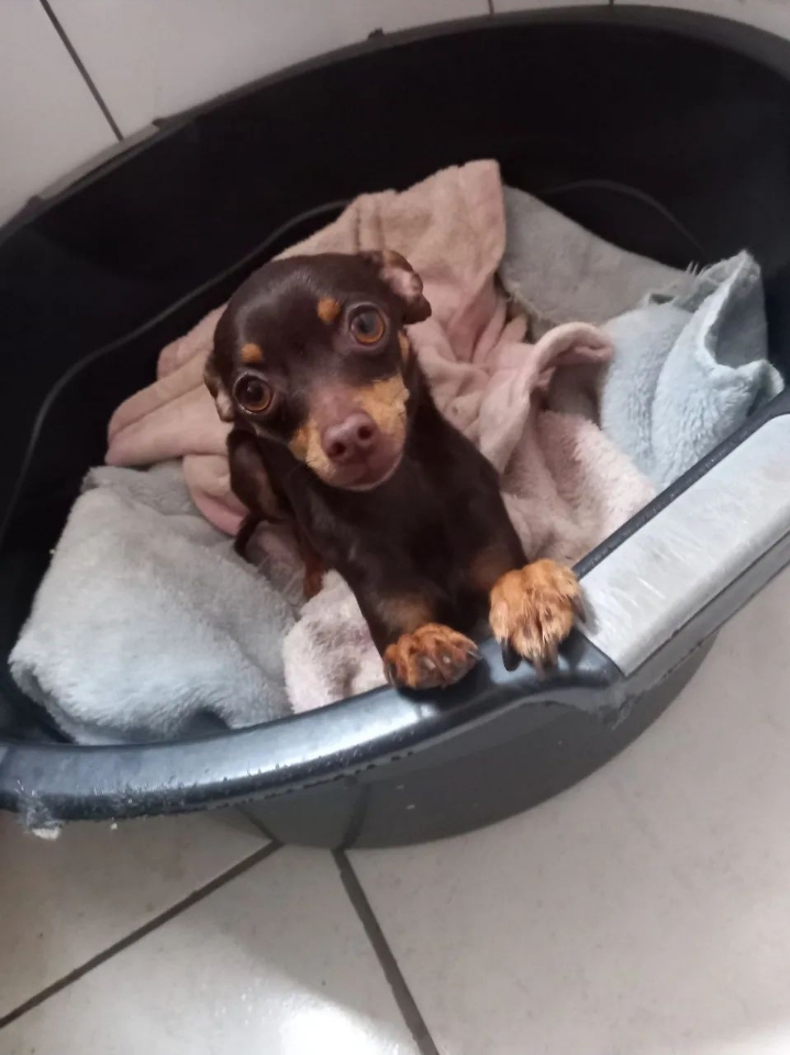 Portal Vendocão Vendo pincher de 1 ano e 6 meses vacinada Londrina