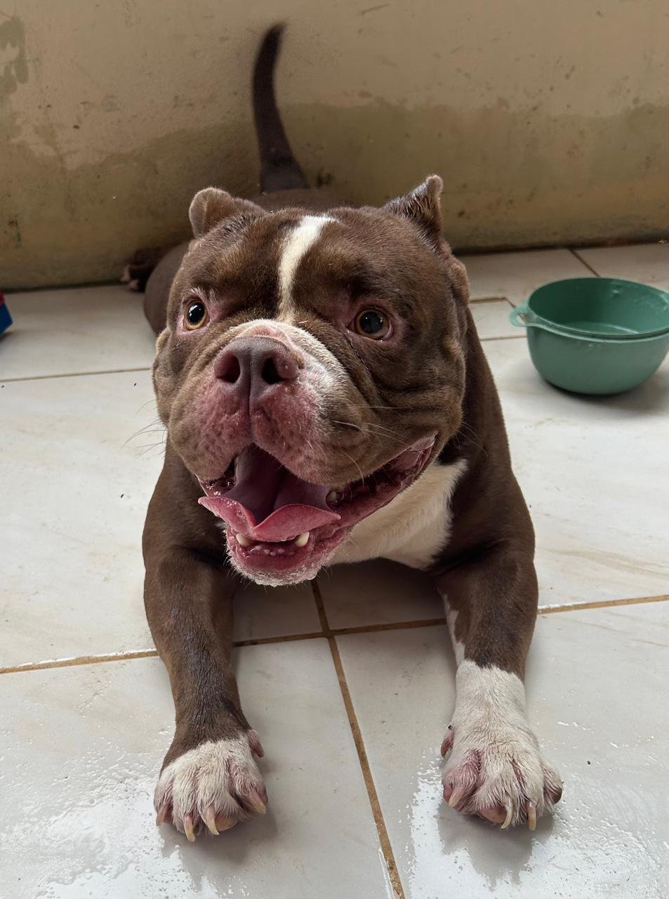 Américan bully de 1 ano e 8 meses super dorcil - Foto 1