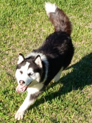 Portal Vendocão Vendo lindos filhotes de Husky Siberiano  Porto Alegre