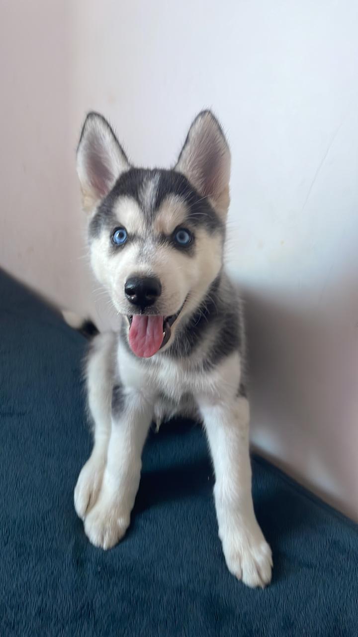 Portal Vendocão Vendo Husky SALVADOR
