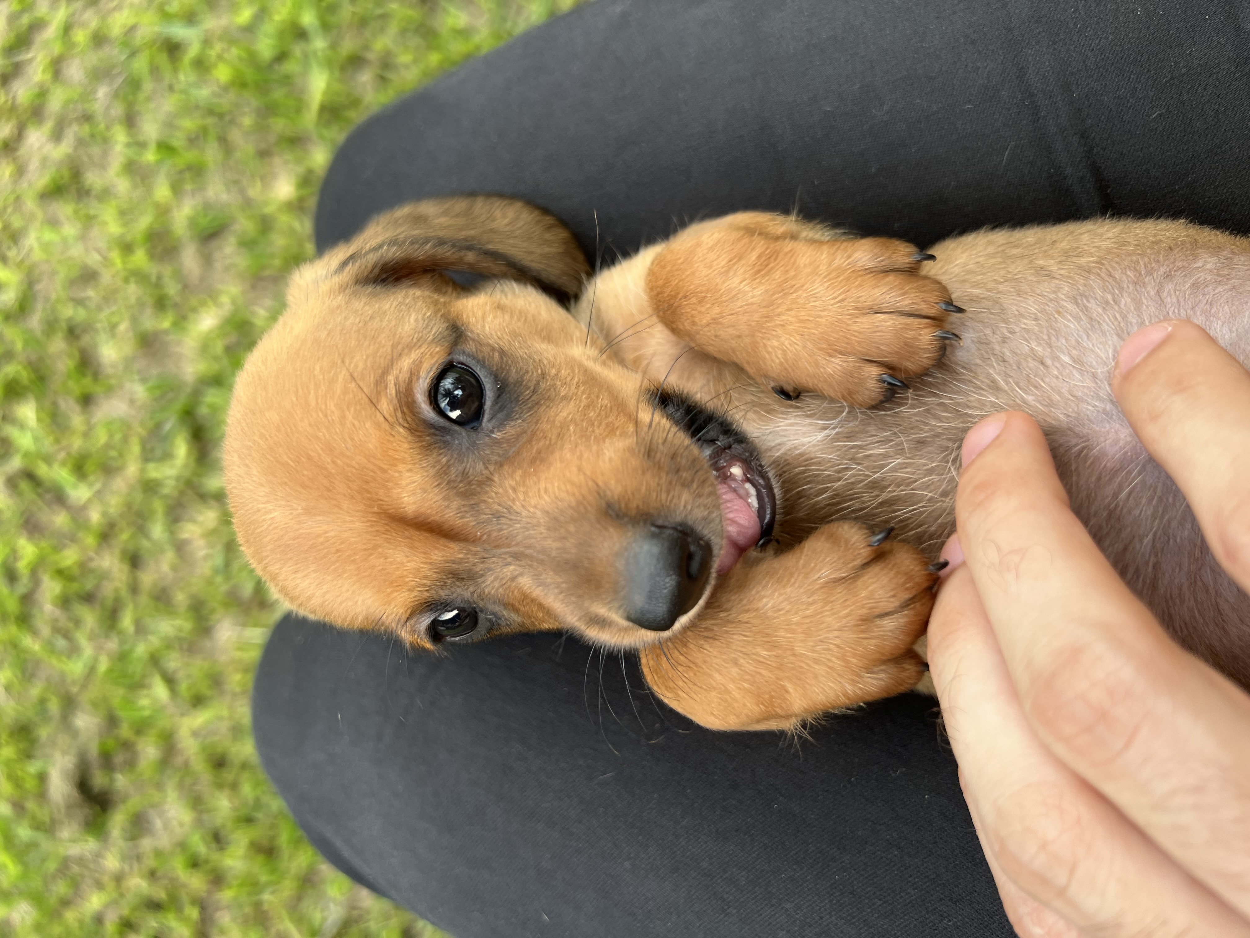 Portal Vendocão Dachshund Anapolis 