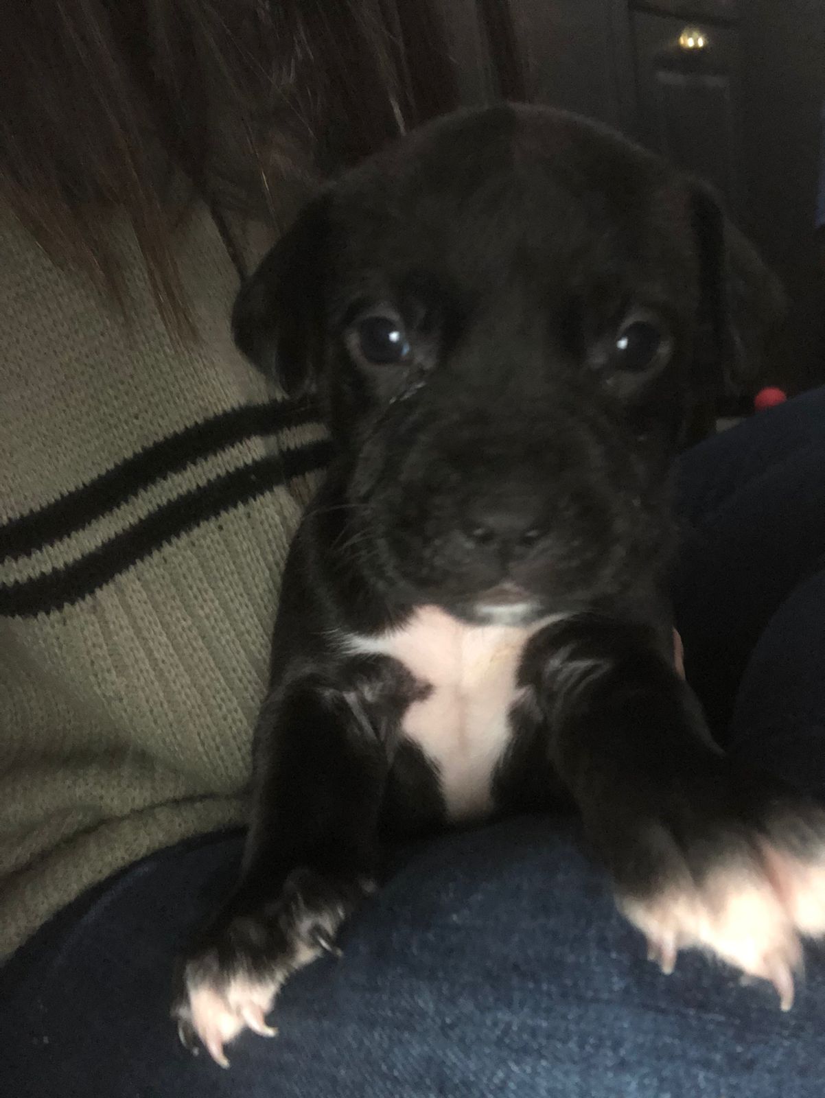 Portal Vendocão Filhotes de Pitbull  Ponta Grossa 