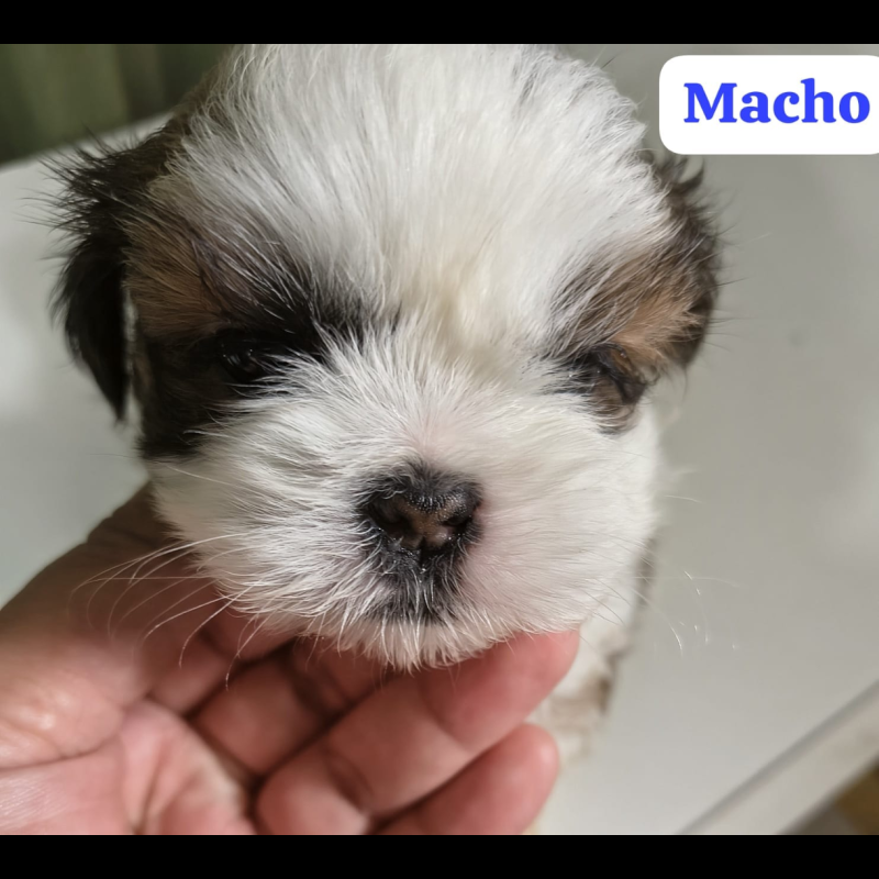 Dois filhotes de shitzu macho