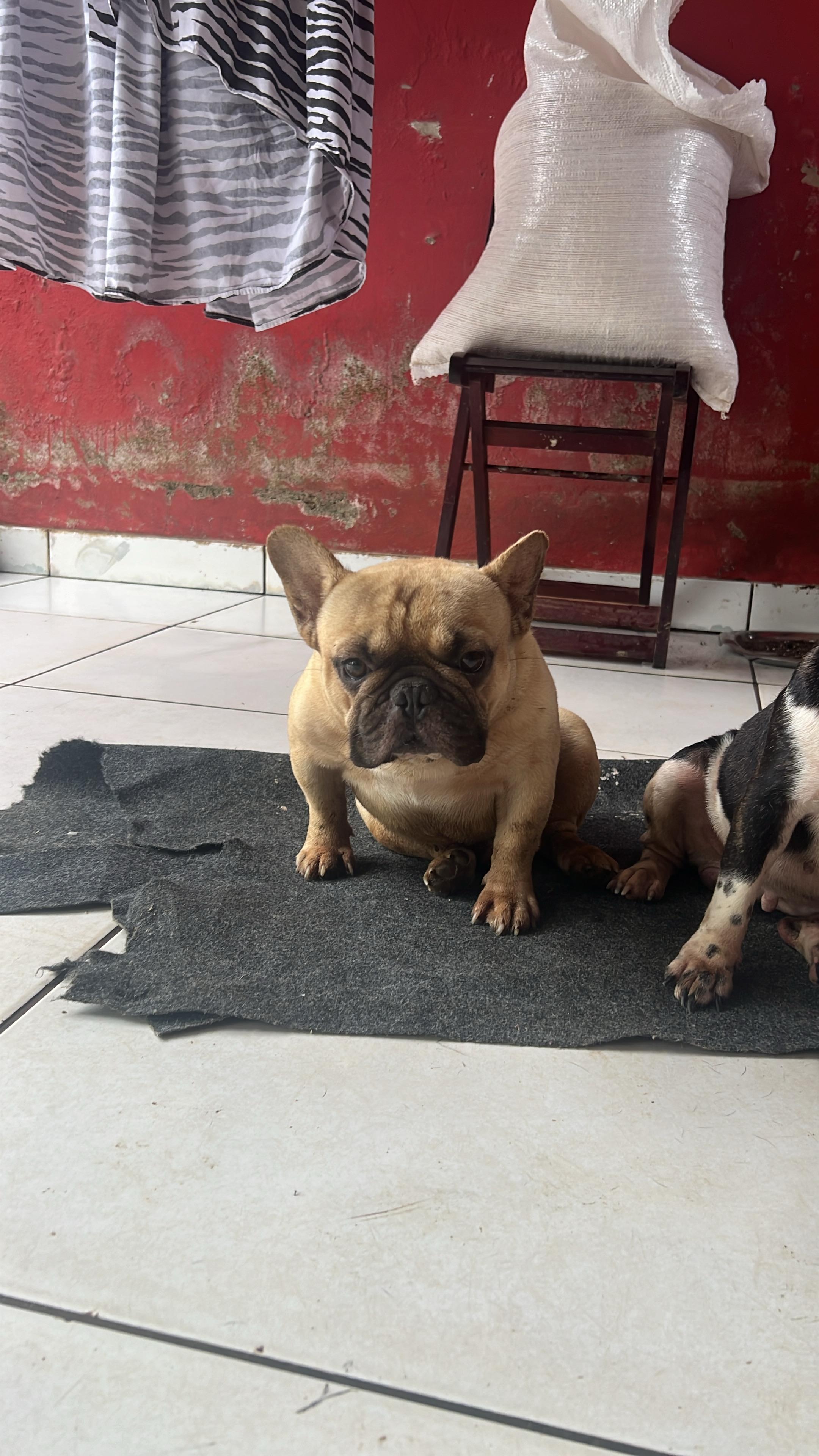 Vendo buldogue francês  - Foto 1