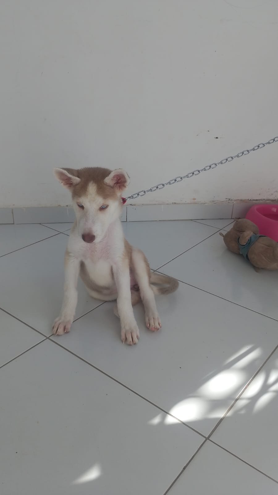 Husky Siberiano filhote fêmea de 3 meses raça pura