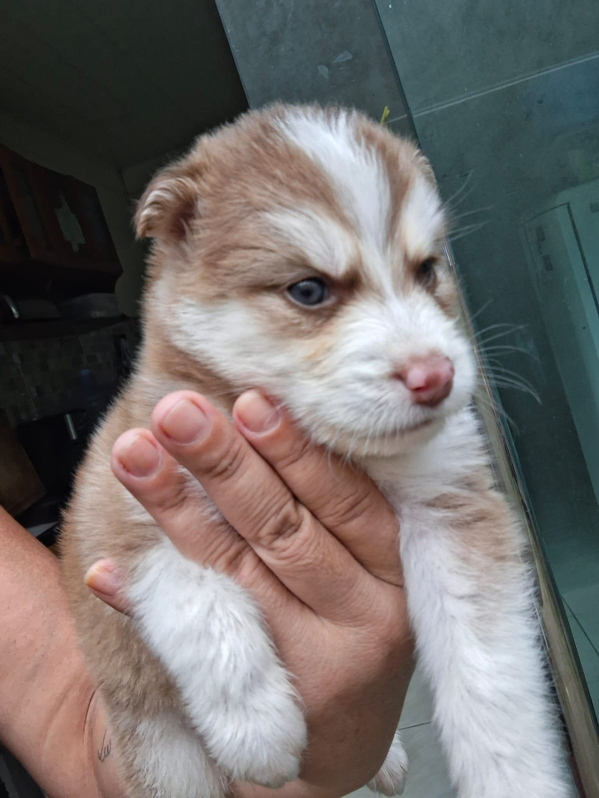 Filhote de Husky Siberiano Fêmea - Foto 1