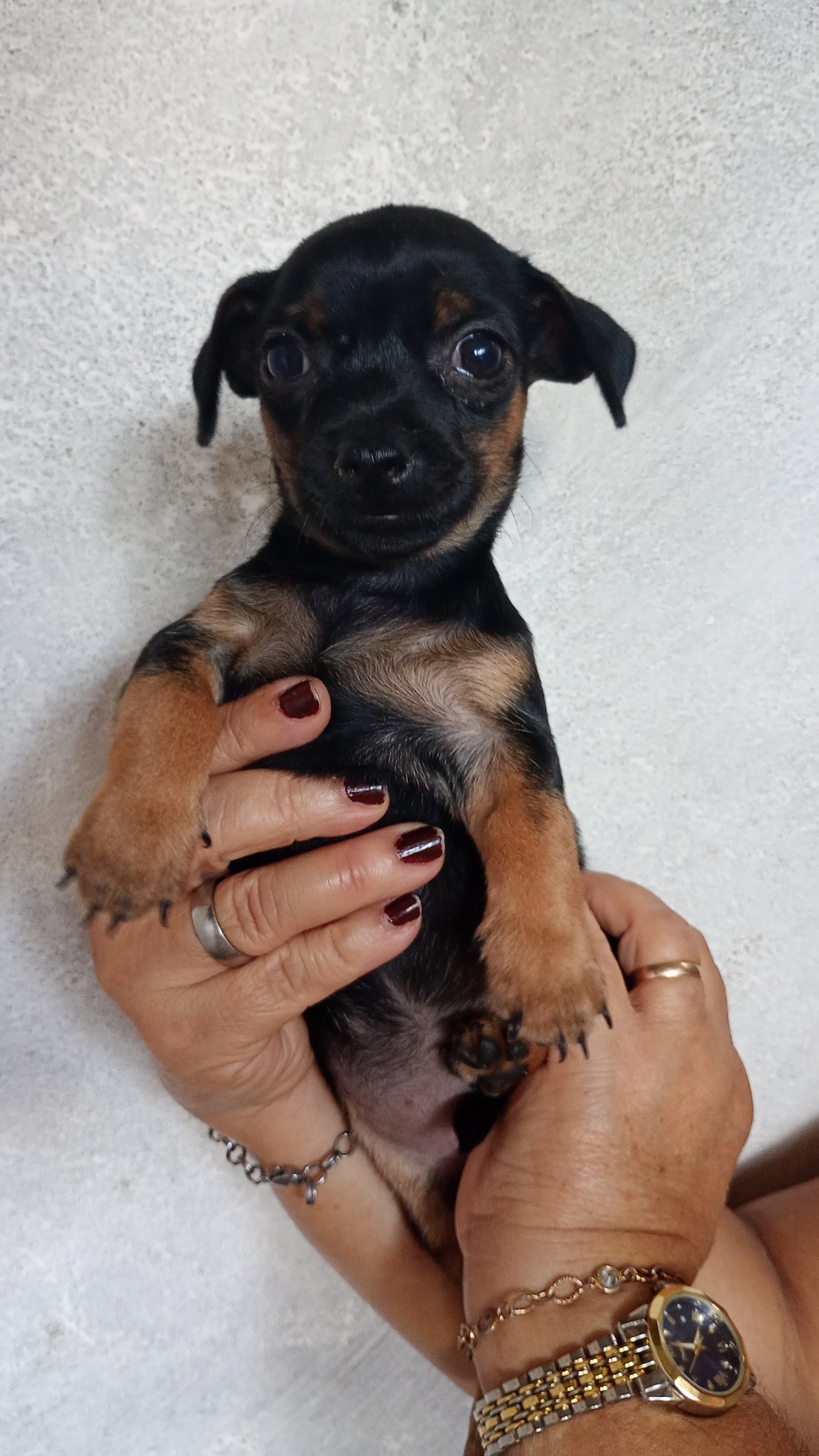 Filhotes de pinscher  - Foto 3