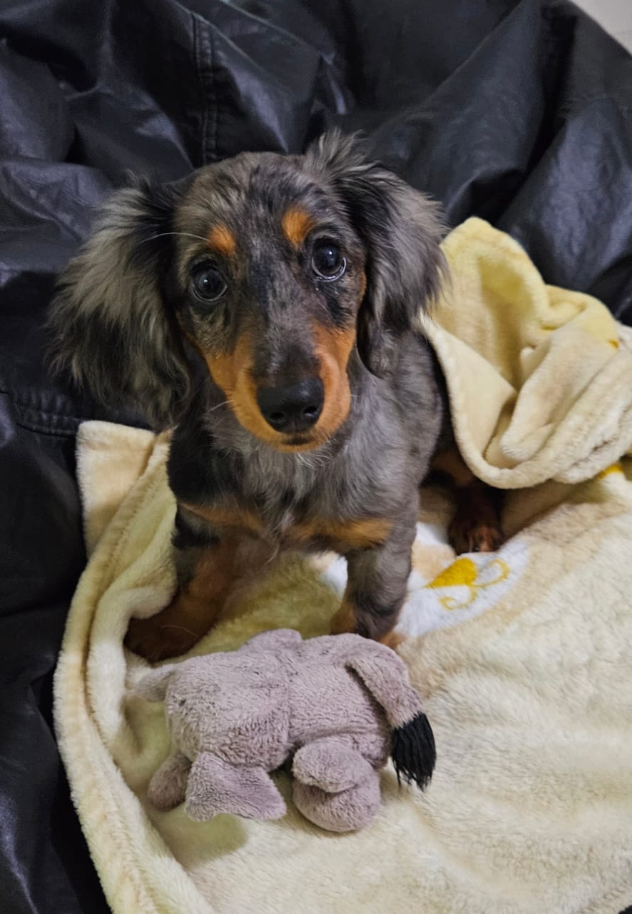 Filhote Dachshund pelo longo alerquim fêmea