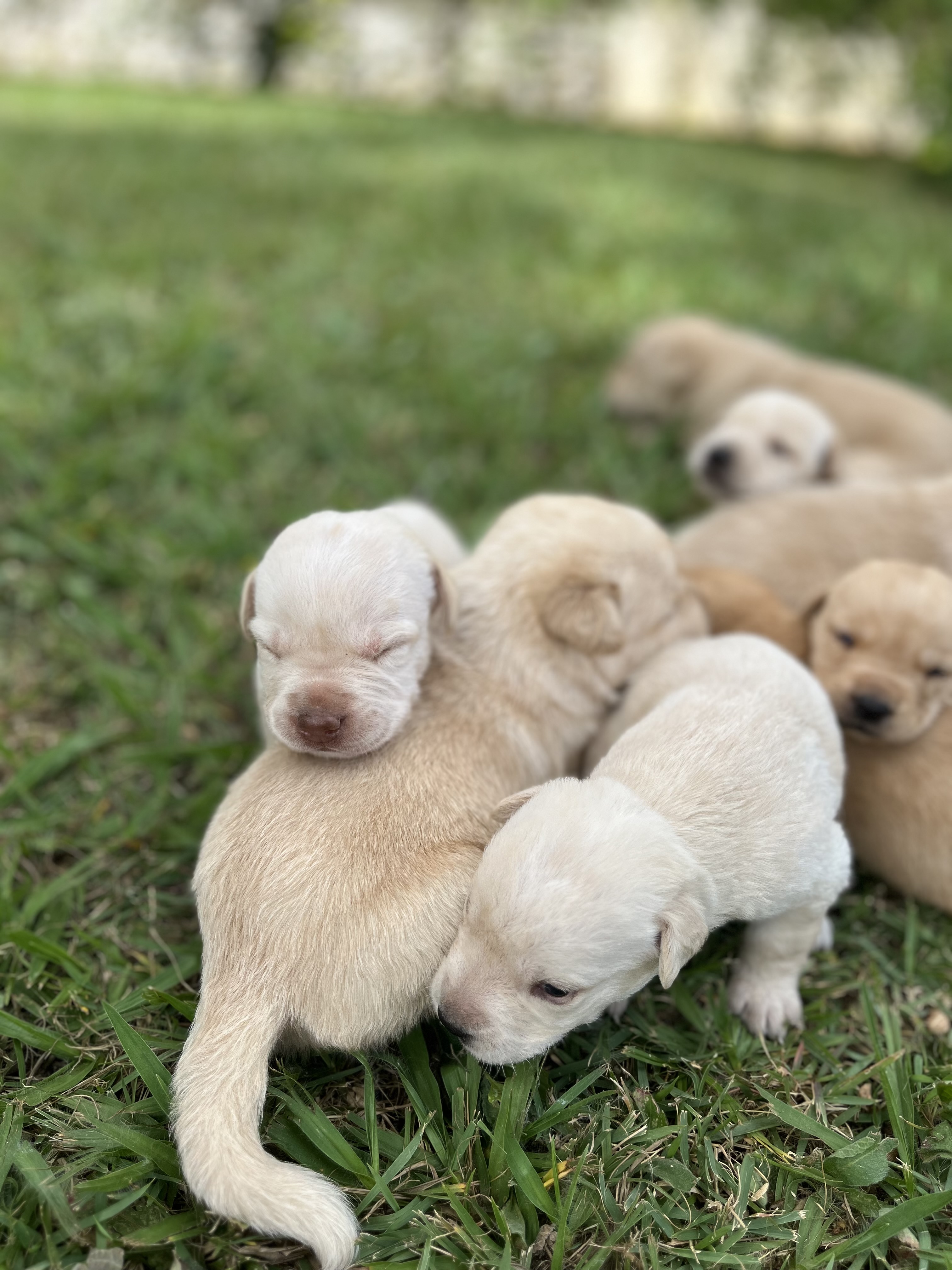 Portal Vendocão Labrador Retrivier Brasilia lago sul