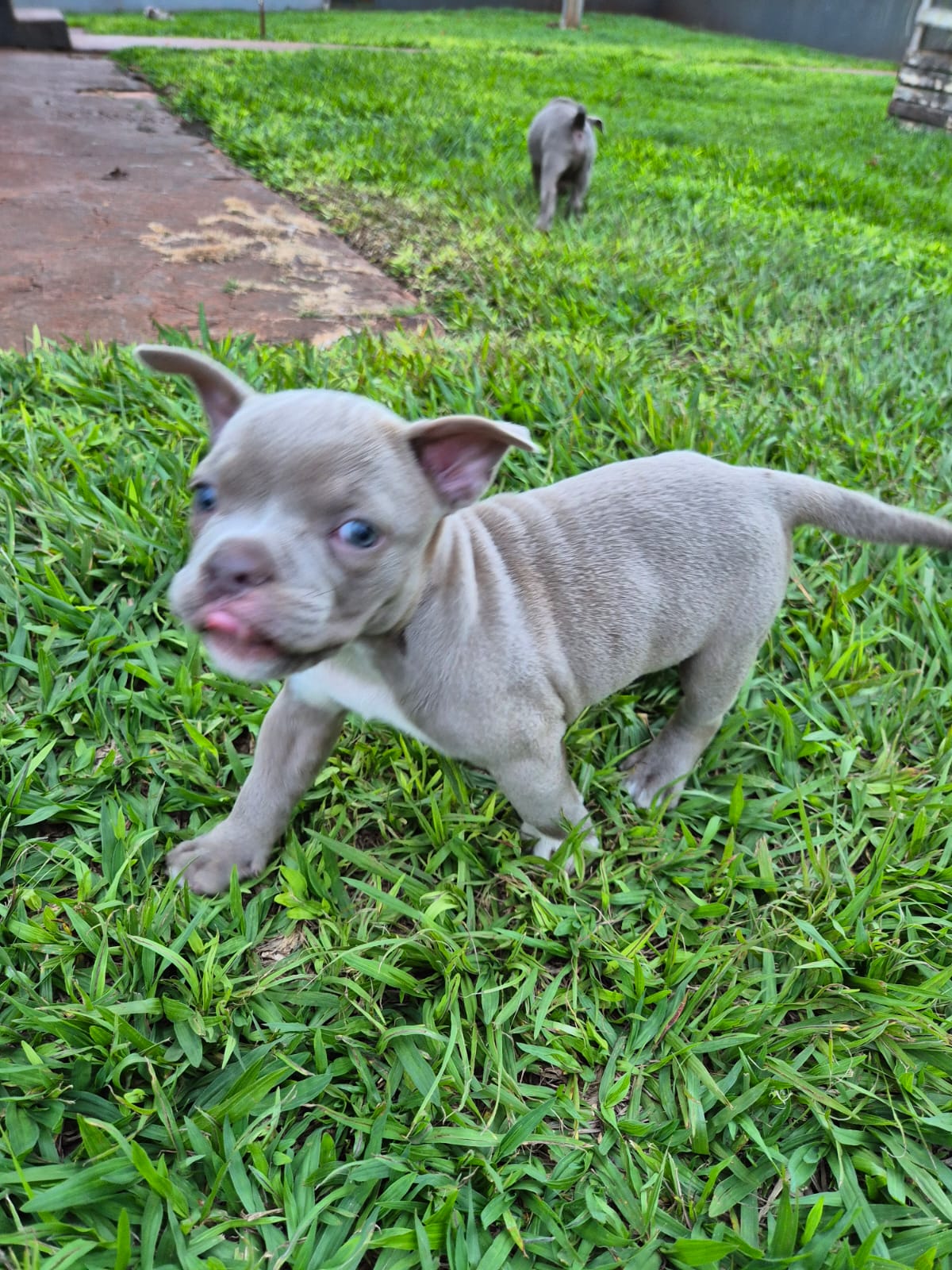 Portal Vendocão Filhotes de American Bully  Sertanópolis