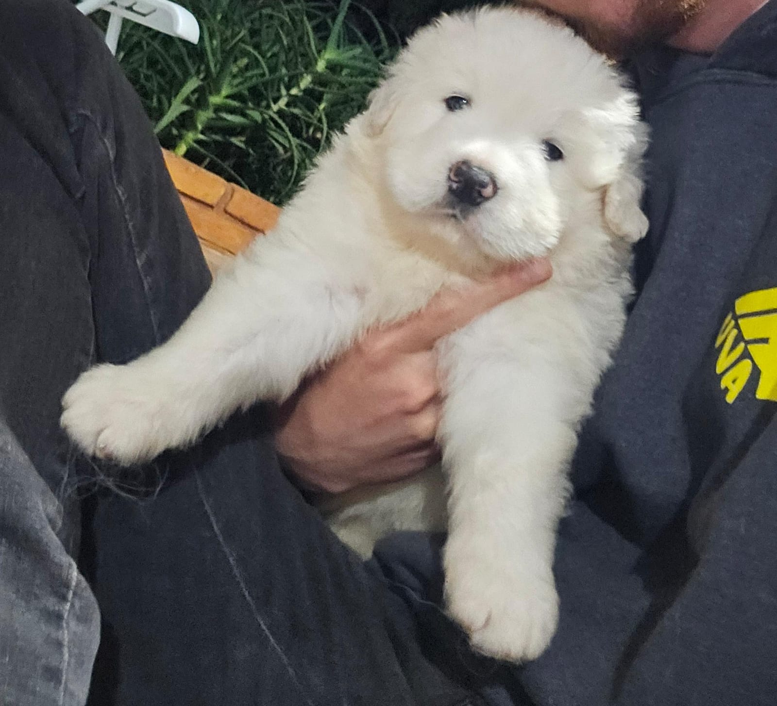 Vendo filhotes de Pastor Hungaro (Kuvasz) - Foto 3