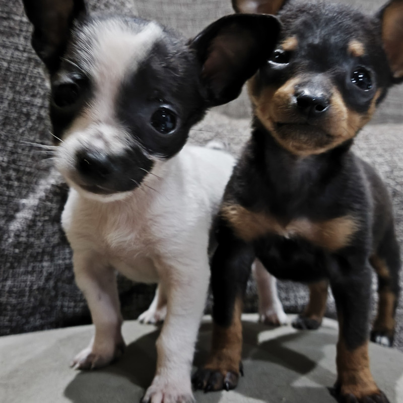 Lindos filhotes pinscher - Foto 4