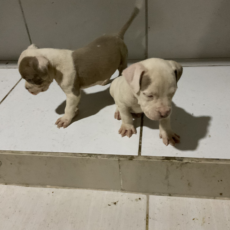 Lindos filhotes de pit monster disponíveis - Foto 3