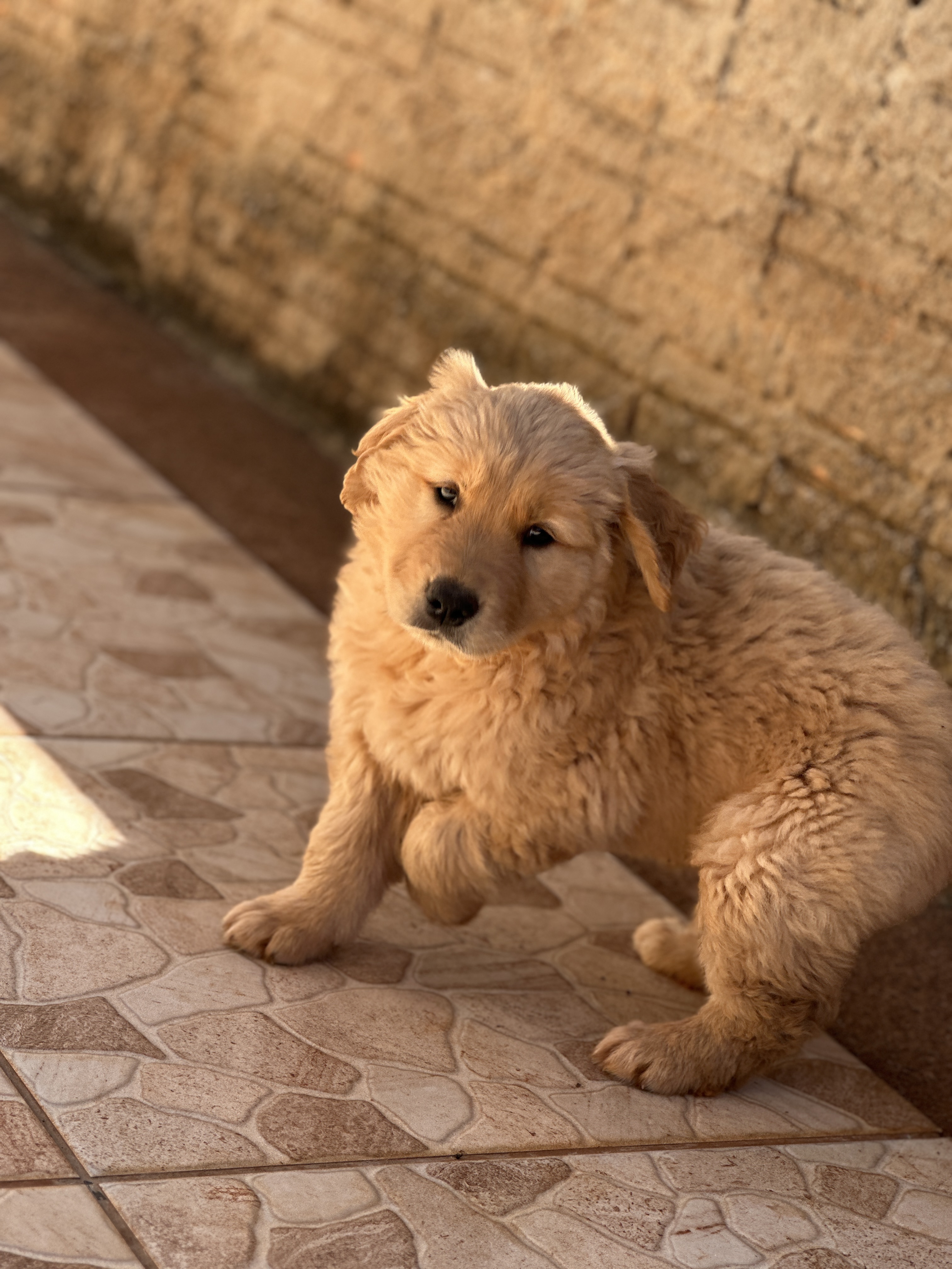 Portal Vendocão Filhote de golden retriever  Laranjeiras do Sul- PR