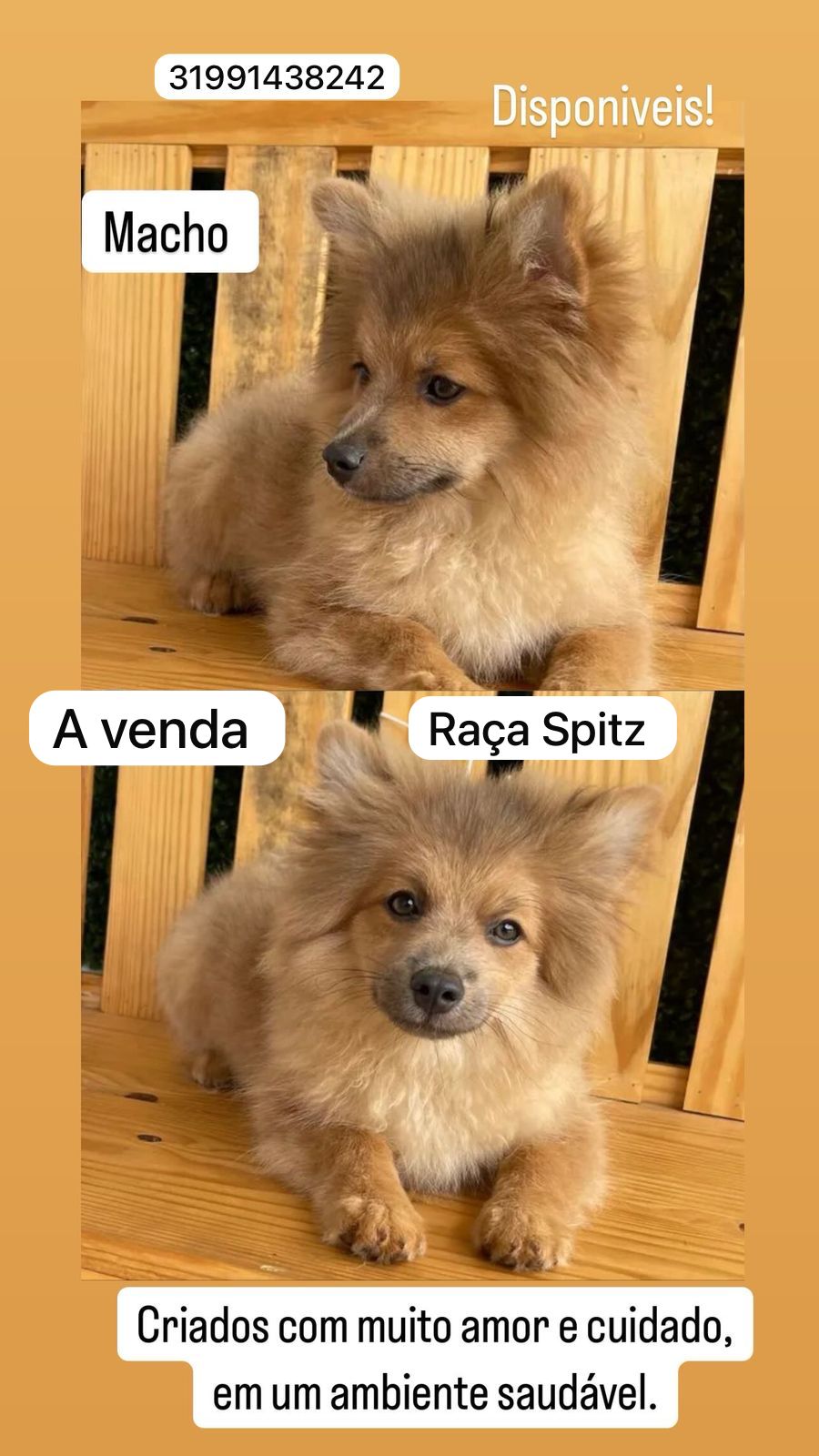 Portal Vendocão Vendo Spitz  Belo Horizonte 