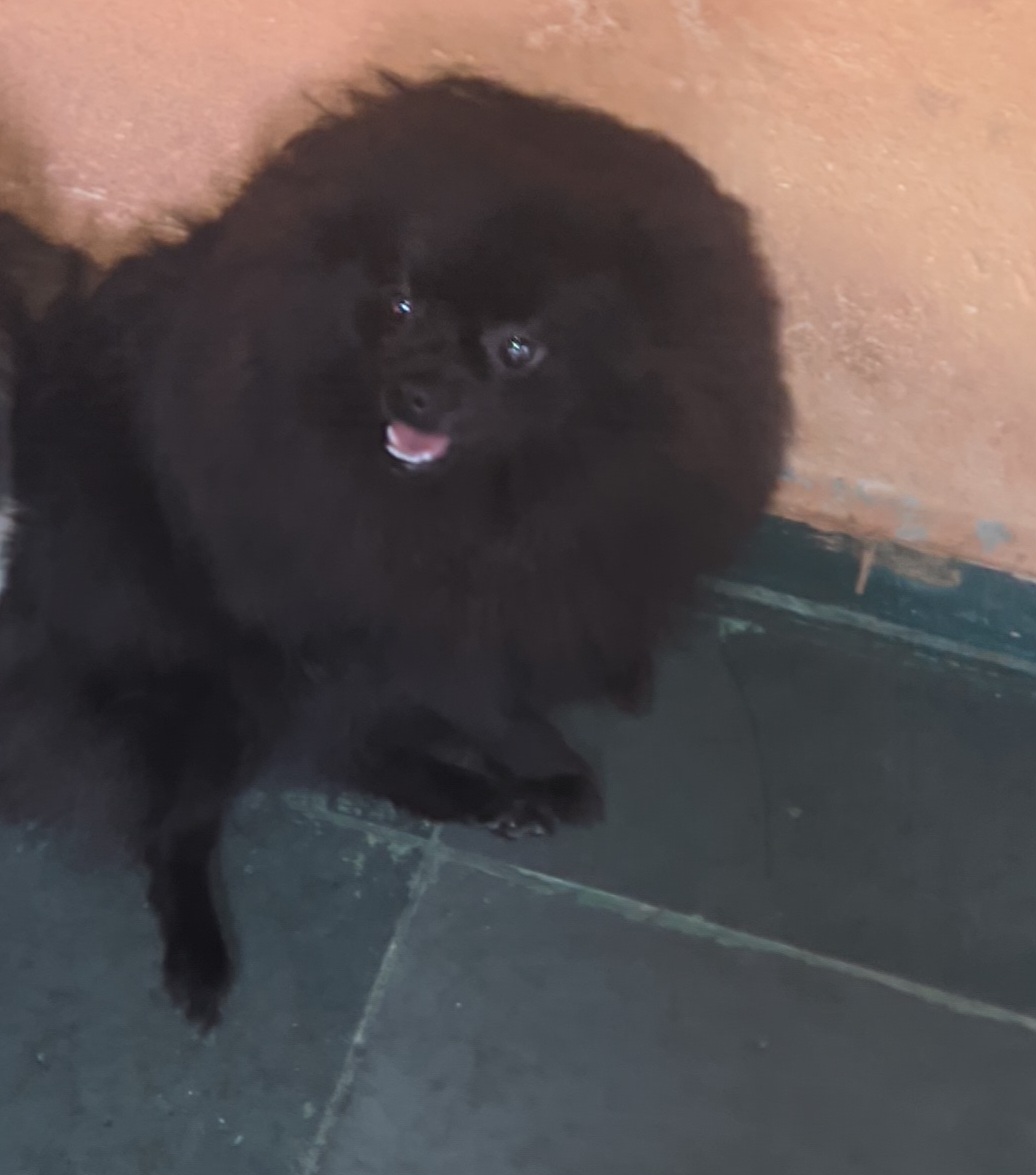 Portal Vendocão Spitz ursinho fêmea  Betim