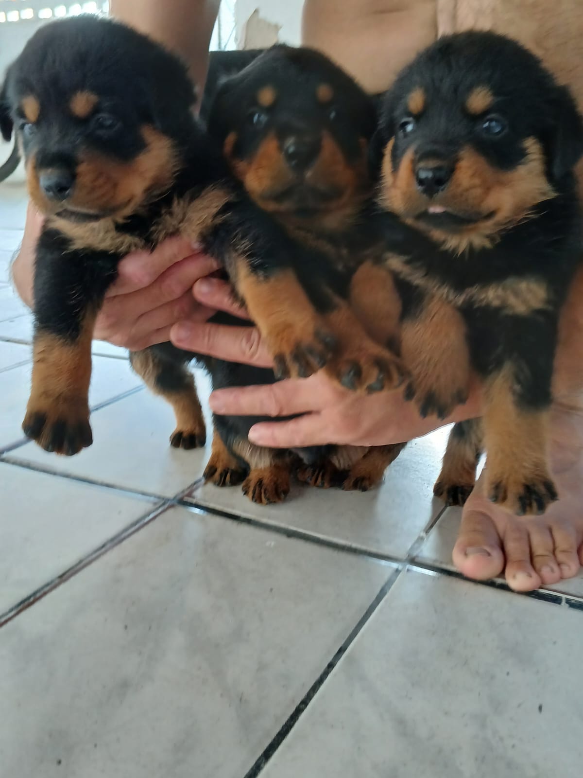 Portal Vendocão Filhotes de Rottweiler  Fortaleza