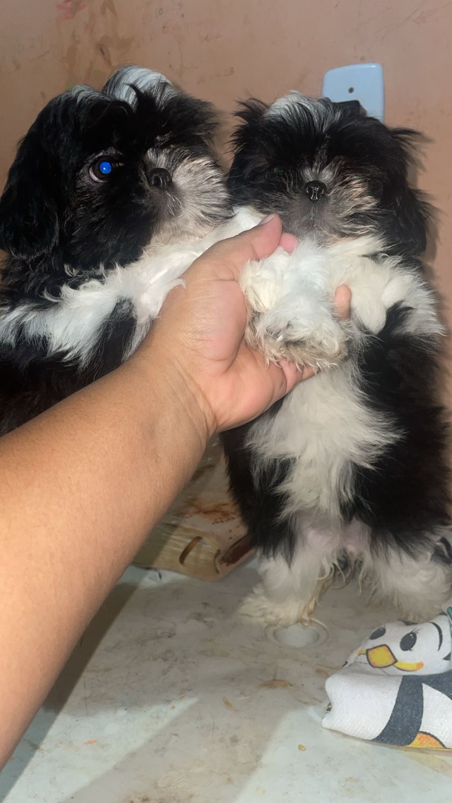 Portal Vendocão Filhotes de shih tzu fêmeas 2 meses  Manaus 