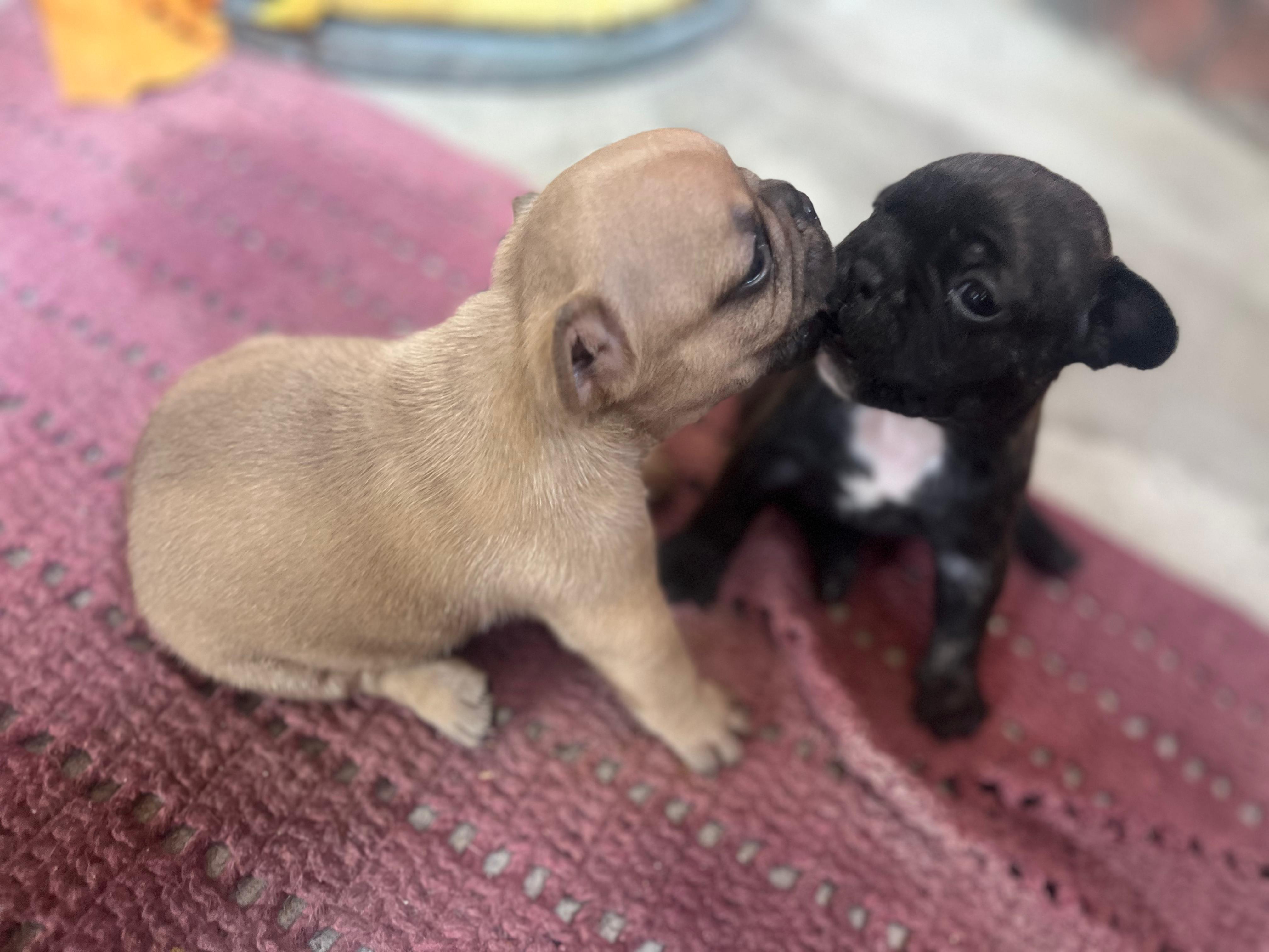 Portal Vendocão Vendo filhotes de buldogue francês lindos  Manaus 