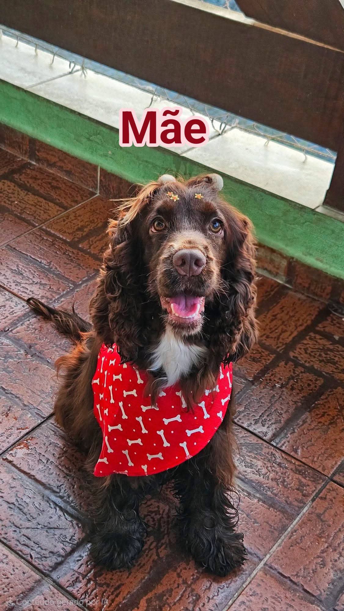 Macho ✨ Último macho disponível da ninhada ✨ - Foto 2
