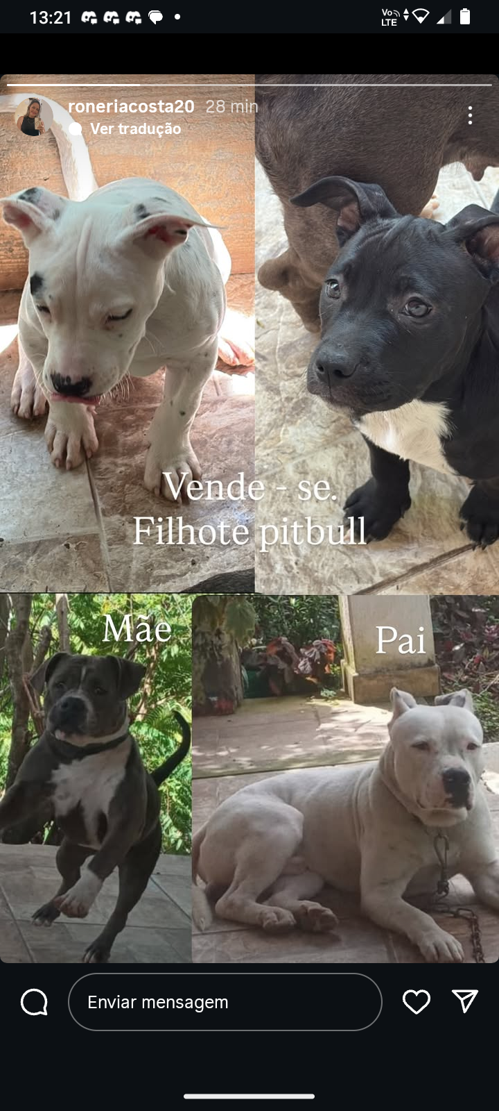 Portal Vendocão Filhote de Pitbull fêmea  Madre de Deus