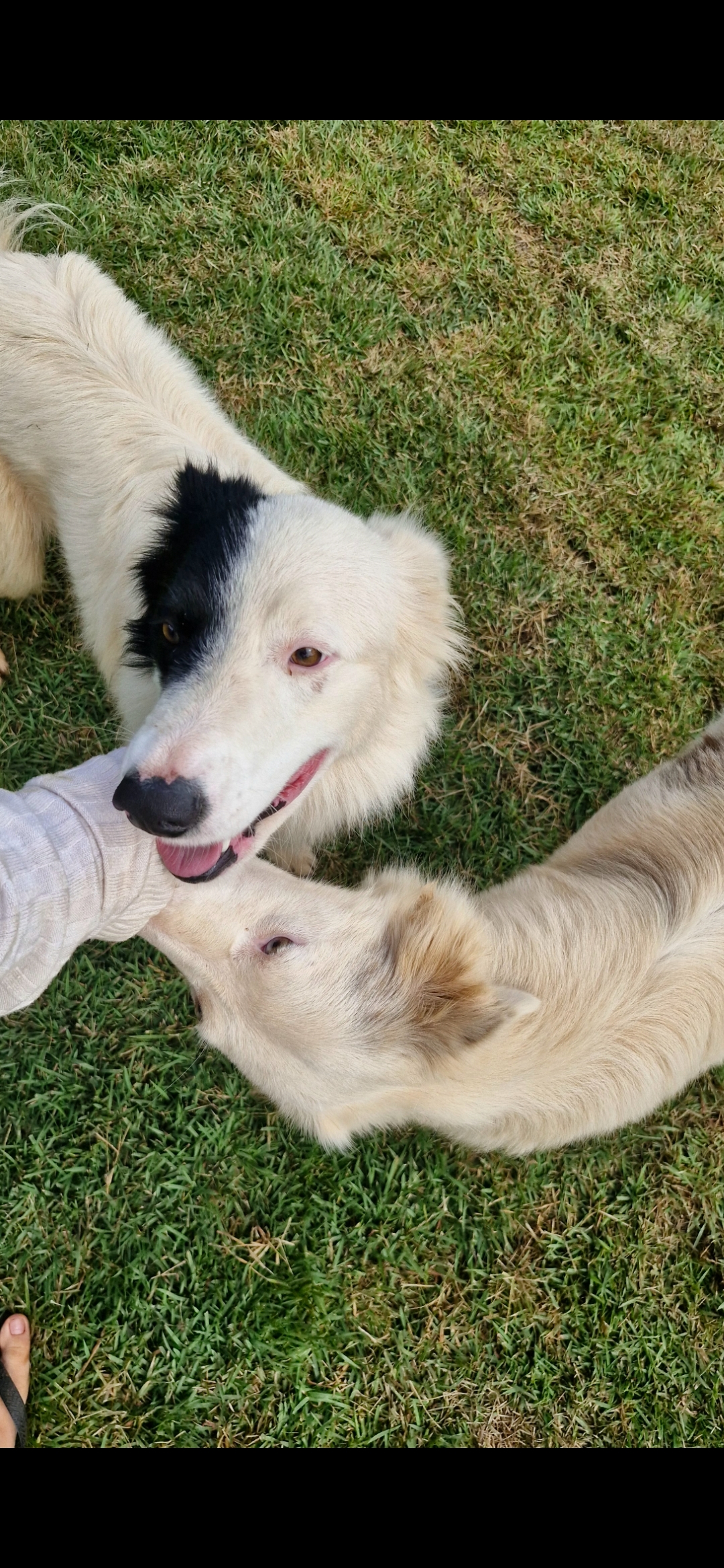 Filhotes de border collie a venda - Foto 1
