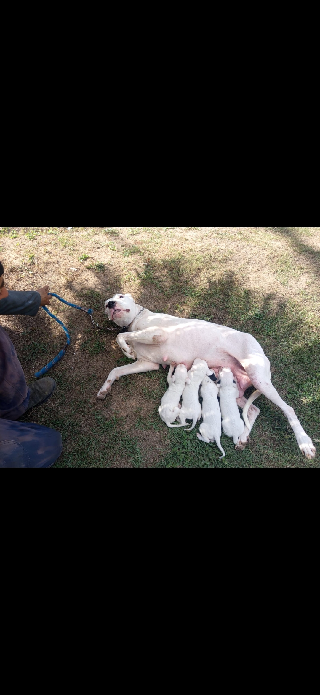 Dog argentino  vigia e cão guia faz sua segurança  - Foto 3