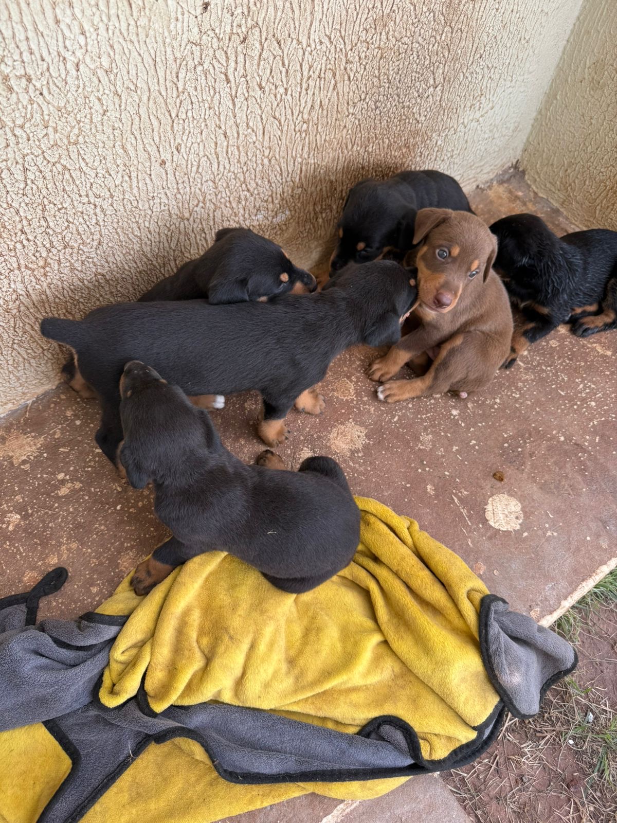 Portal Vendocão Filhote Doberman  São luis