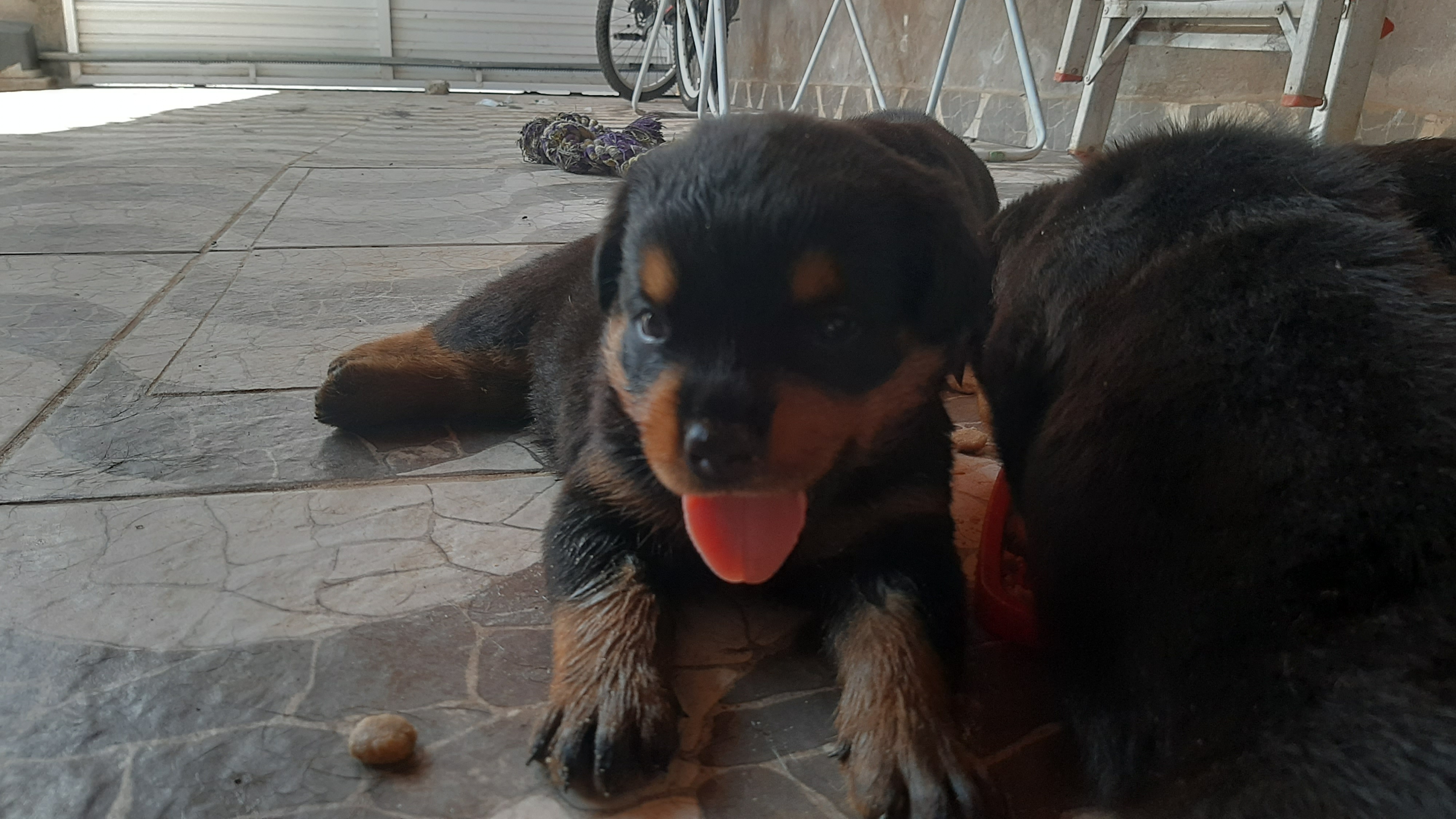 Portal Vendocão Filhotes de Rottweiler São Luís 