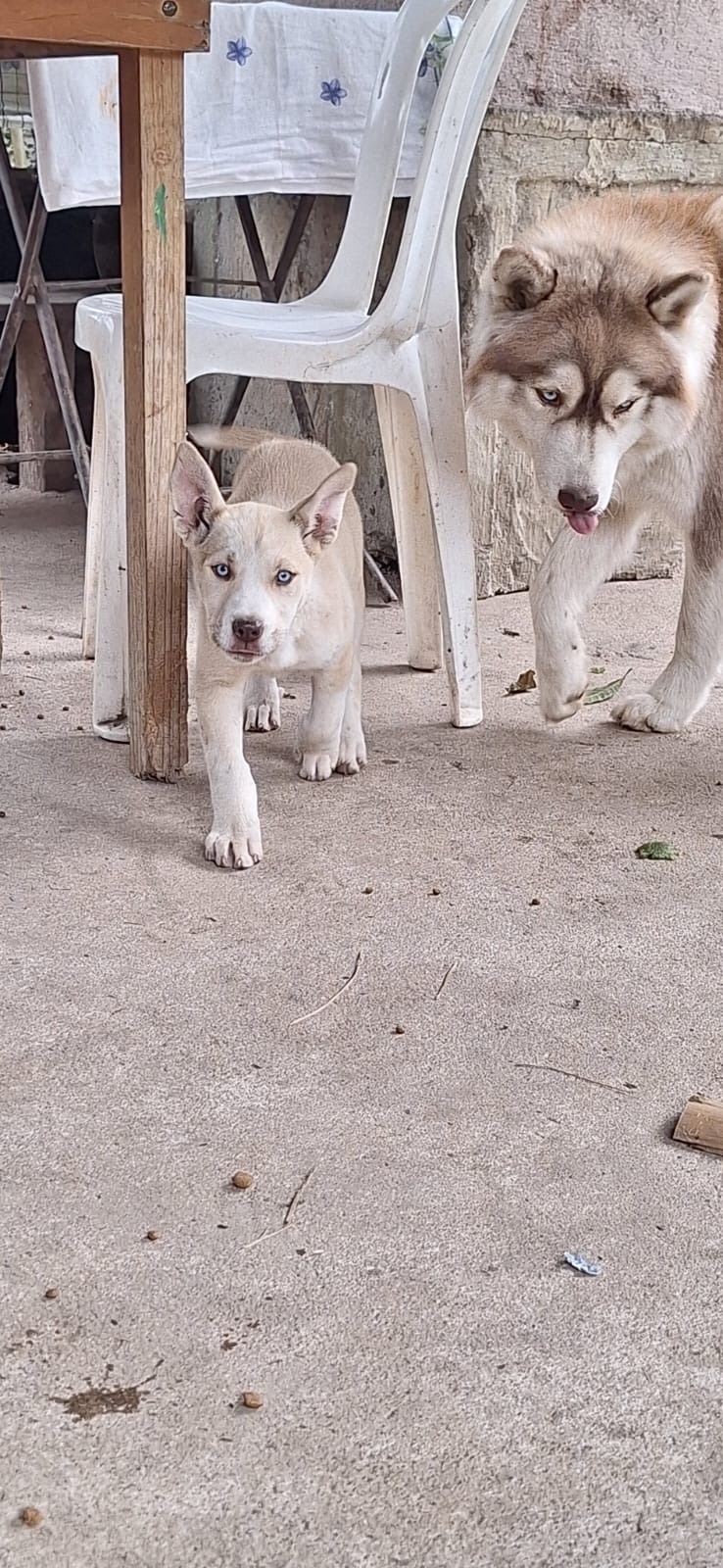 Portal Vendocão Filhote de husky siberiano , olhos azuis , já vermifugado Mar de Espanha