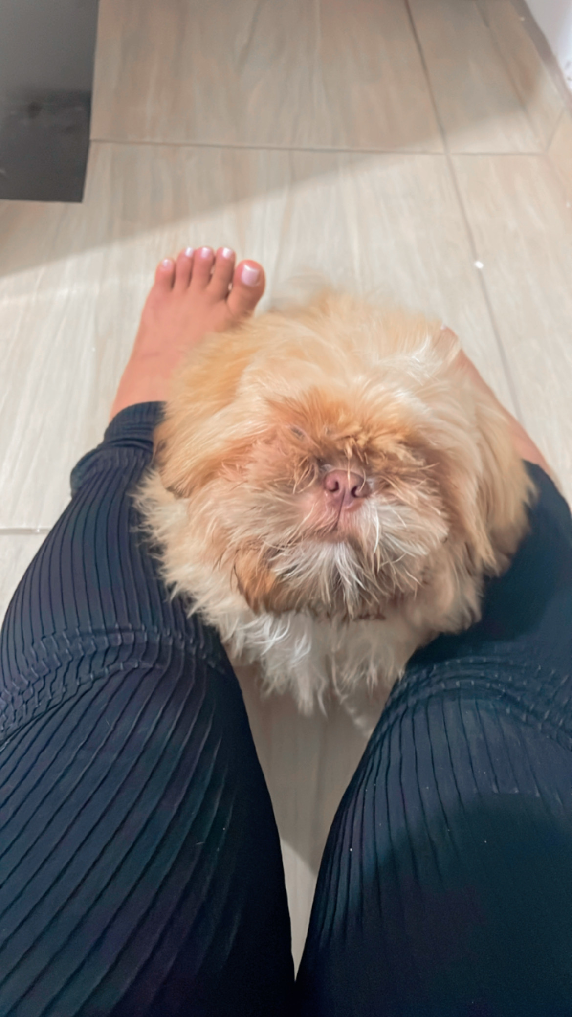Portal Vendocão Vendo filhote shih tzu  São Paulo
