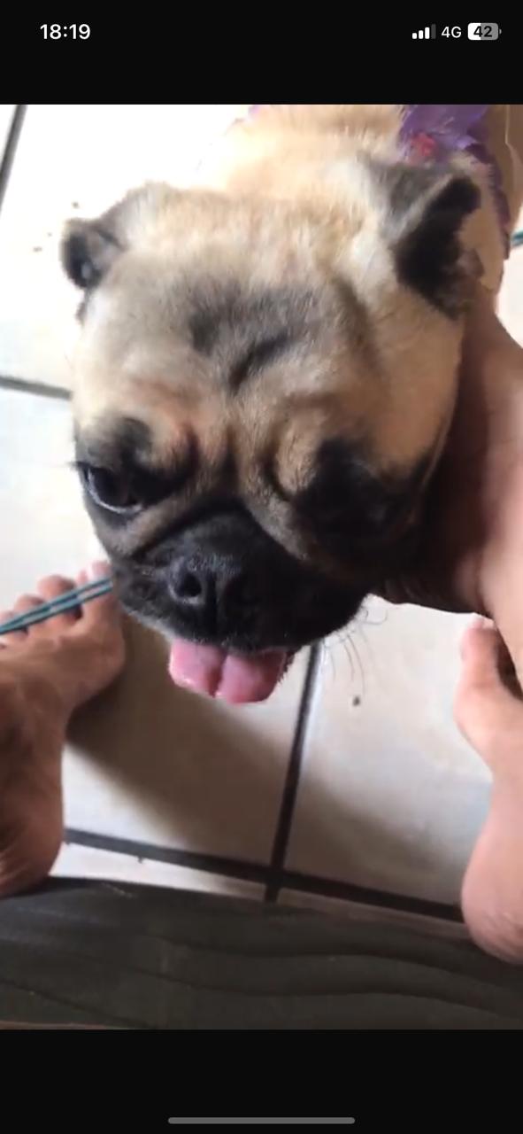 Portal Vendocão Vendo cachorro pug macho Vila velha