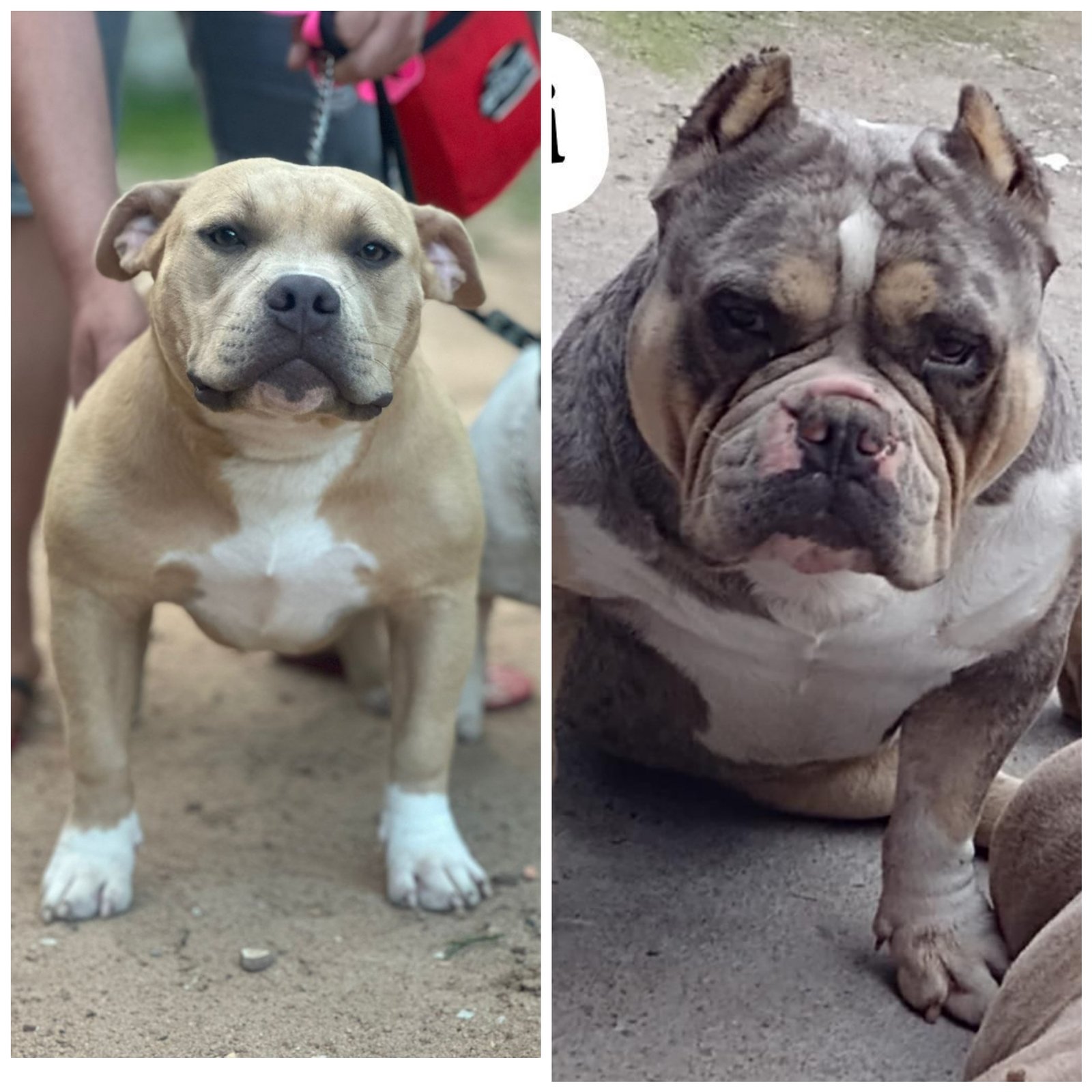 Filhotes de american bully  - Foto 2