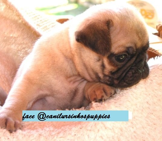 pug lindos bebes pronta entrega @canilursinhospuppies - Foto 3