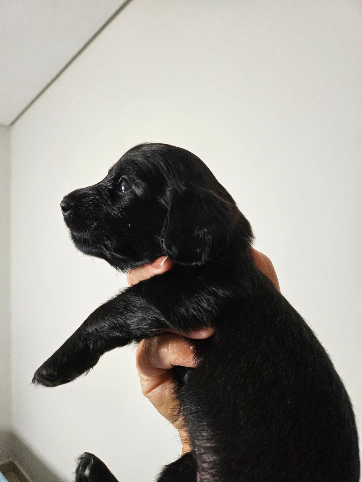 Portal Vendocão Lindos Salsichinhas total black pelo longo Currais Novos