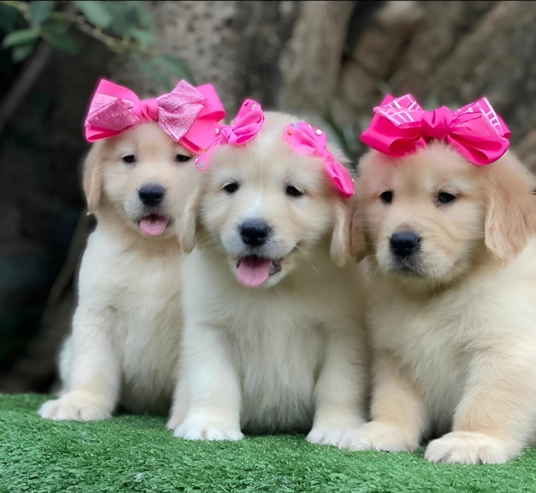 Vendo filhote de golden retriever  - Foto 1