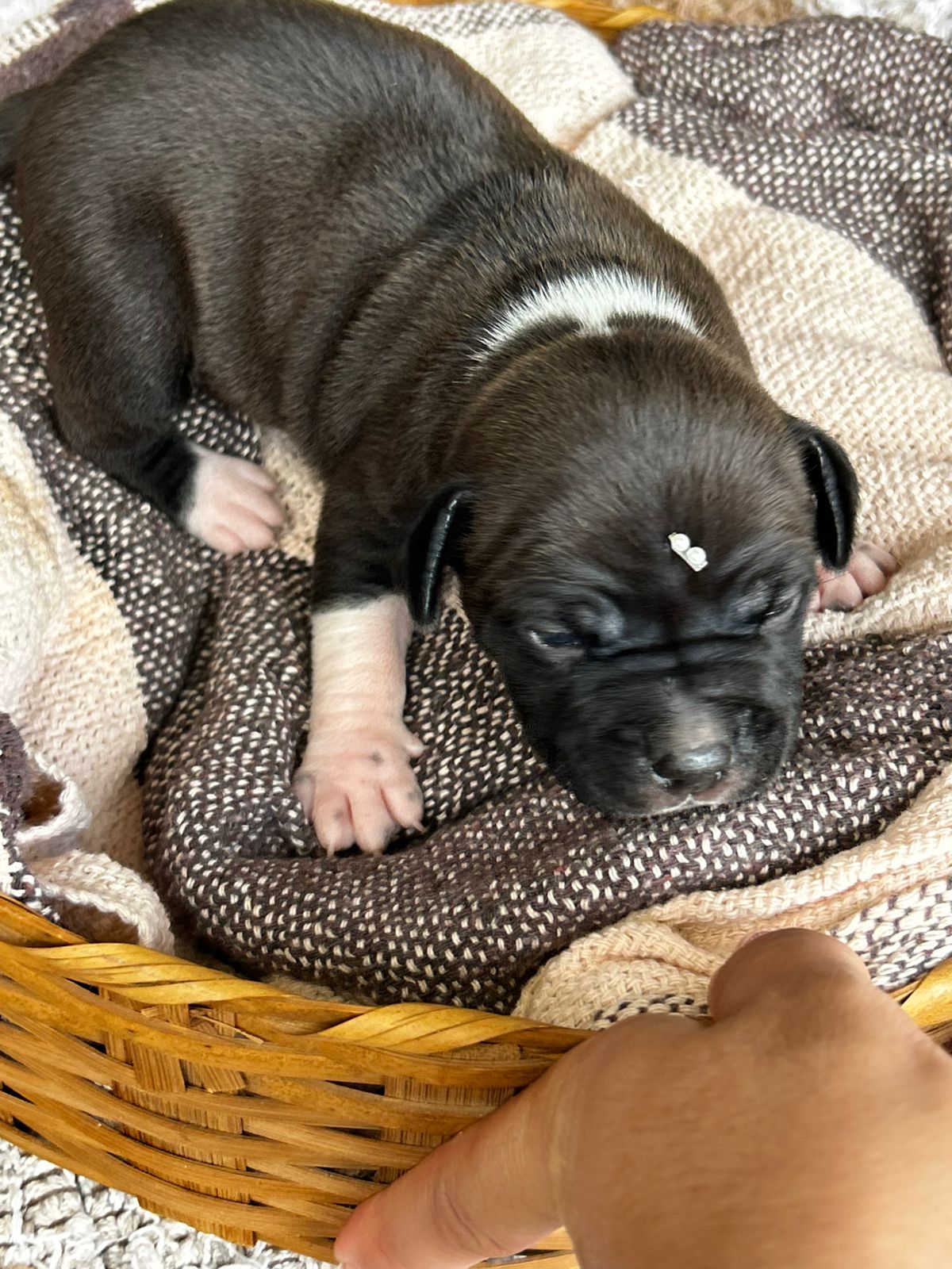 Portal Vendocão American bully barato  Juatuba