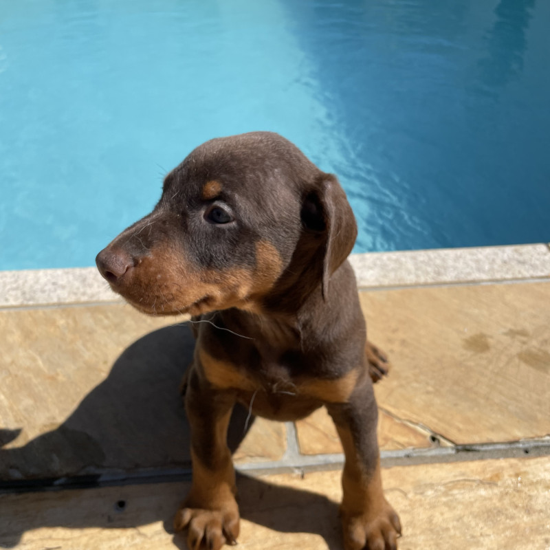 Lindos filhotes de Doberman - Foto 2