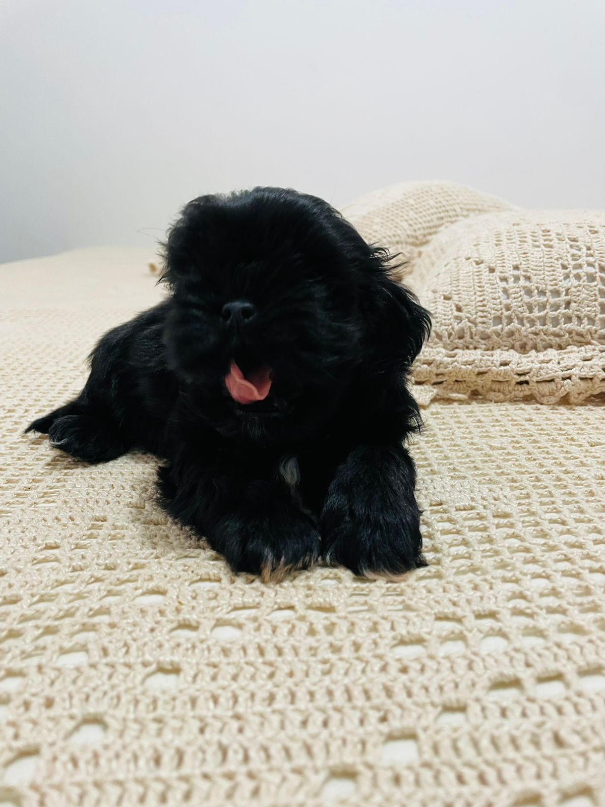 Portal Vendocão Vendo Filhotes Shih Tzu Pirassununga 
