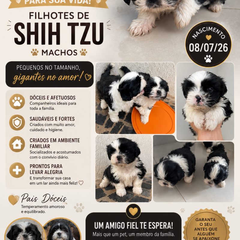Vendo filhotes de Shih Tzu - Foto 1