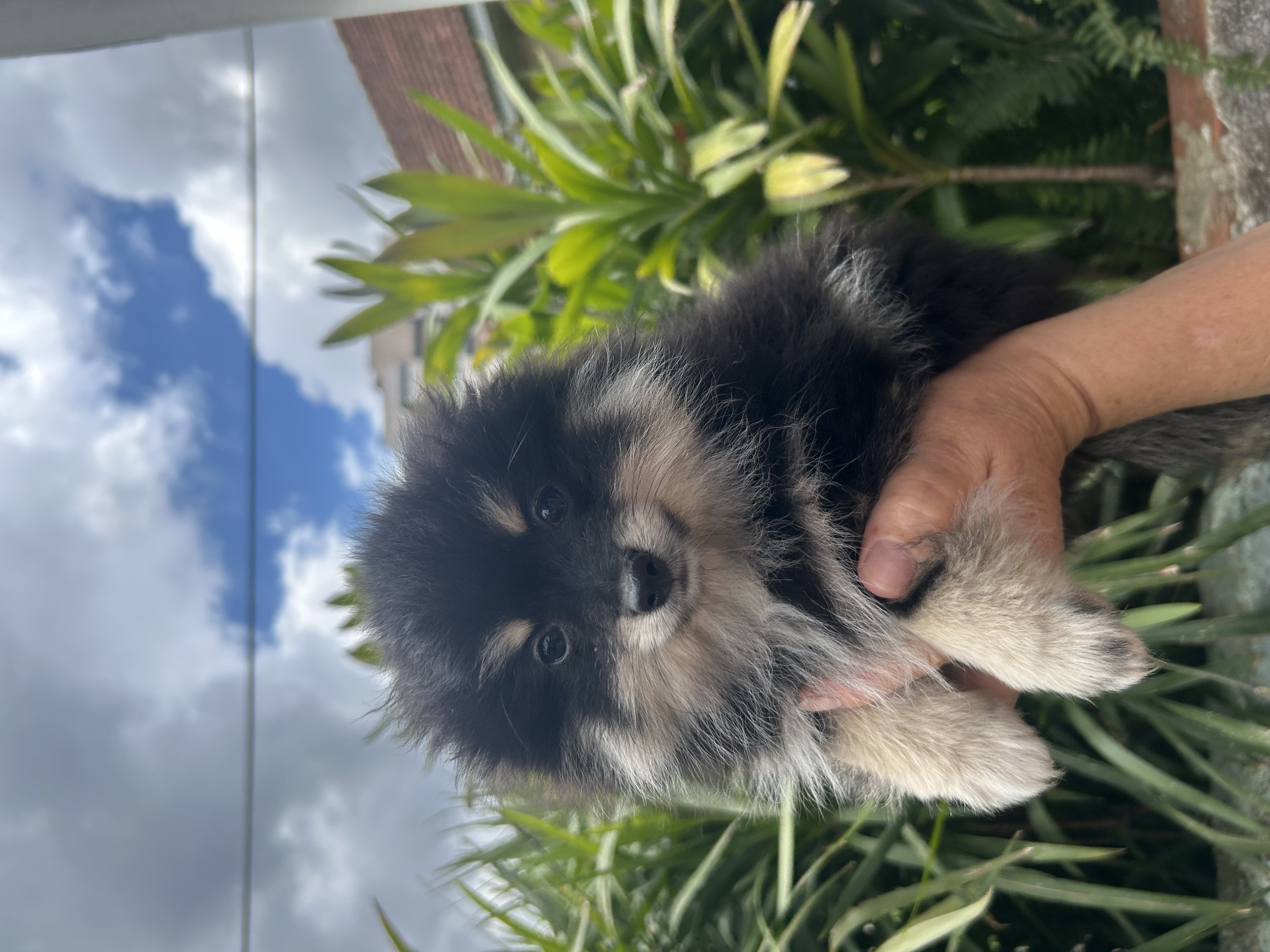 Portal Vendocão Vendo Spitz Alemão  Bento Gonçalves 