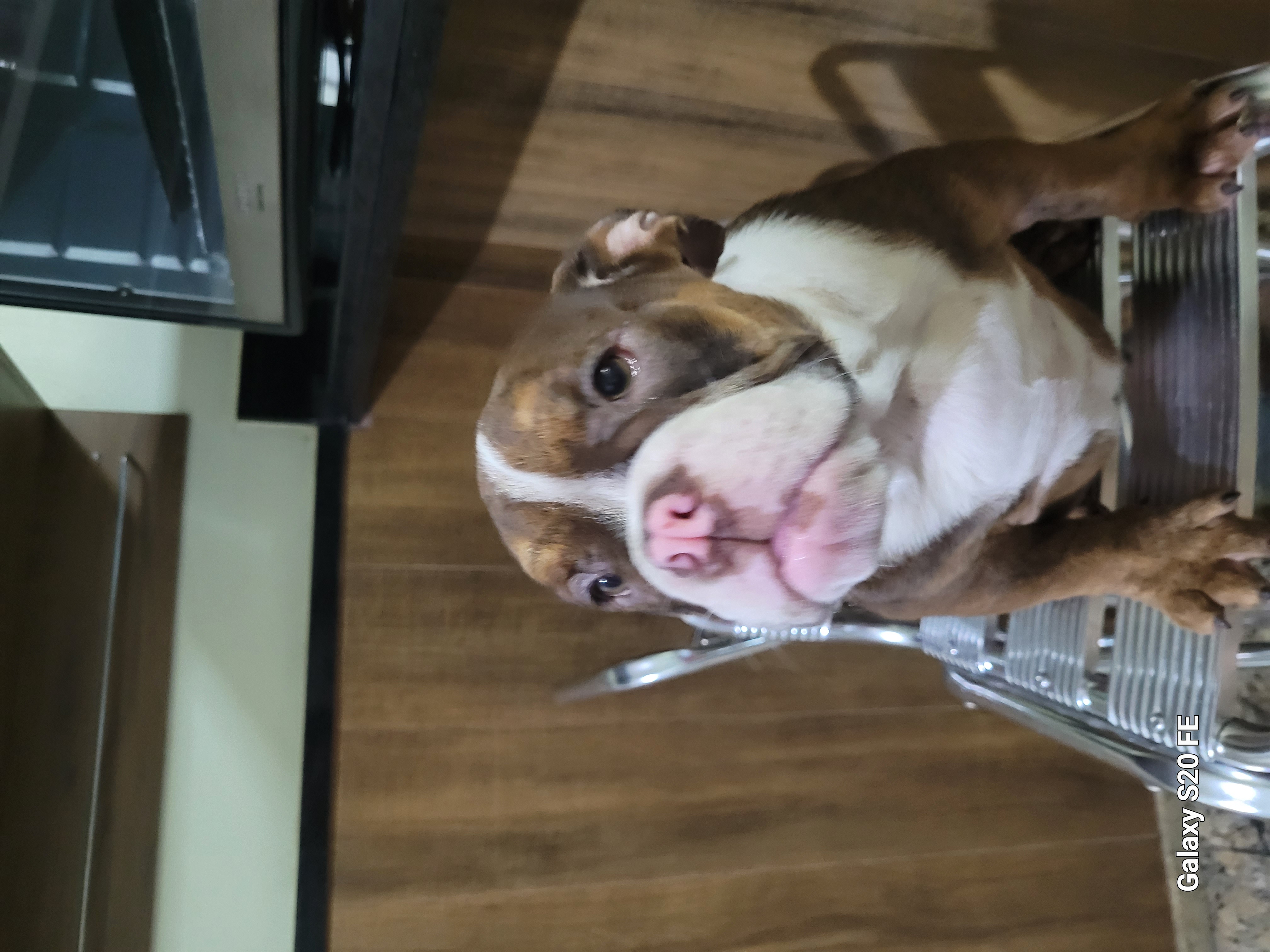 Bulldogs inglês 