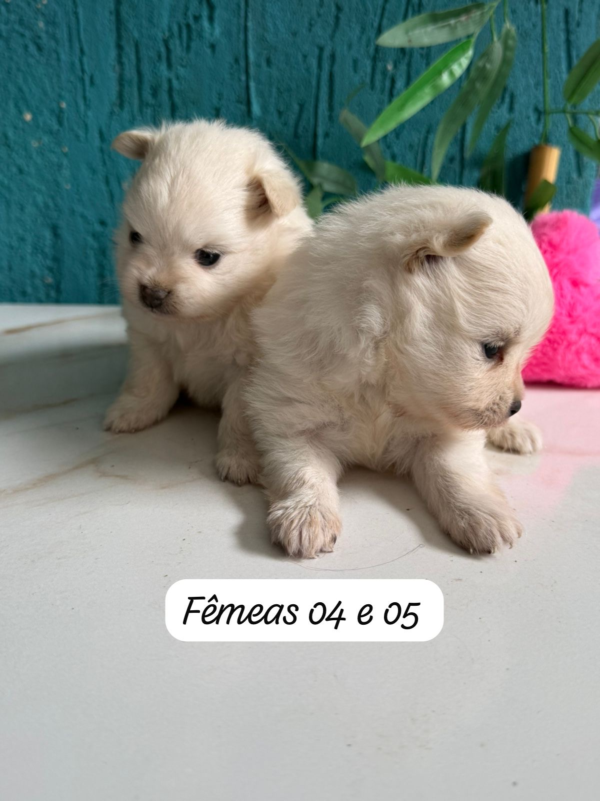 Filhotes Top de Spitz alemão  - Foto 1